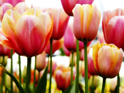 Picture of TULIPS