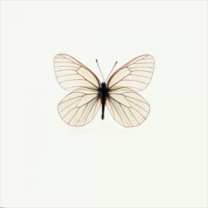 Picture of WHITE BUTTERFLY