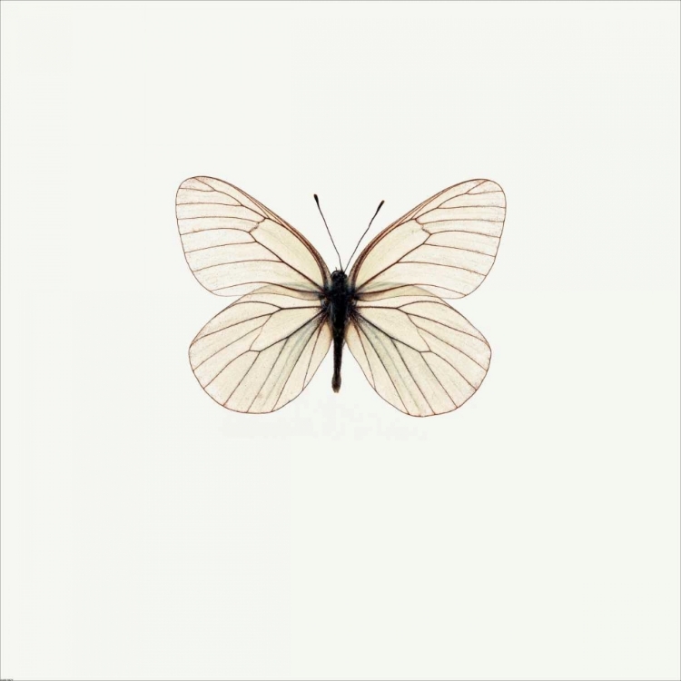 Picture of WHITE BUTTERFLY