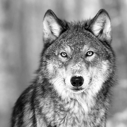 Picture of WOLF