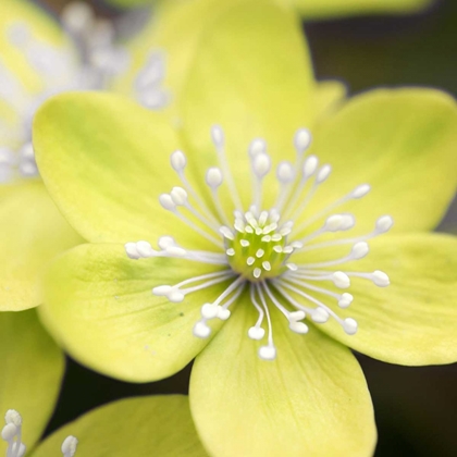 Picture of YELLOW BLOSSOM