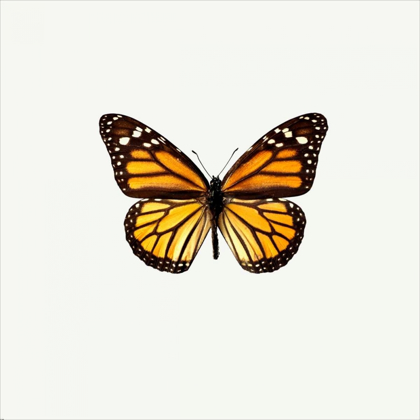 Picture of YELLOW BUTTERFLY