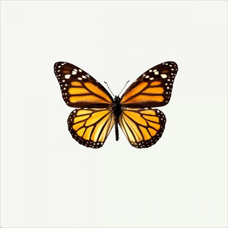 Picture of YELLOW BUTTERFLY