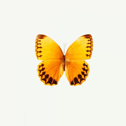 Picture of YELLOW BUTTERFLY