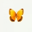 Picture of YELLOW BUTTERFLY