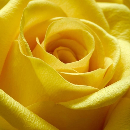 Picture of YELLOW ROSE