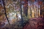 Picture of SEASON OF COLORS