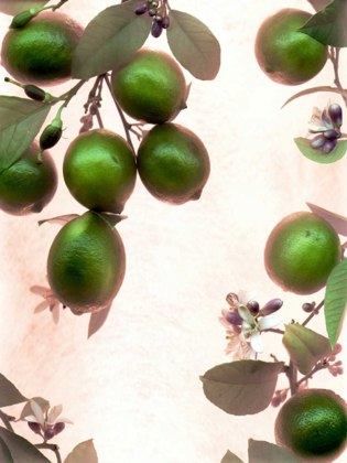 Picture of LIMES - 1