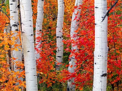 Picture of ASPENS AND MAPLES