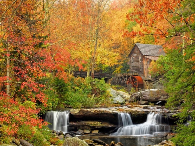 Picture of AUTUMN SPLENDOR