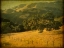 Picture of OAK AND FENCE