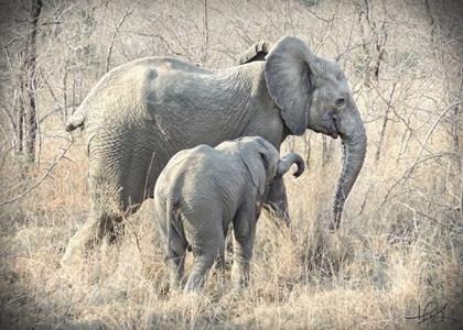 Picture of ELEPHANTS