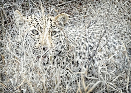 Picture of LEOPARD