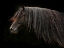 Picture of EBONY