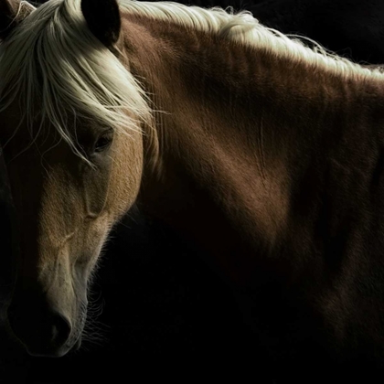 Picture of SPIRIT HORSE
