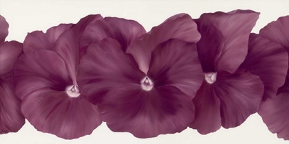 Picture of VIOLET FLOWER III