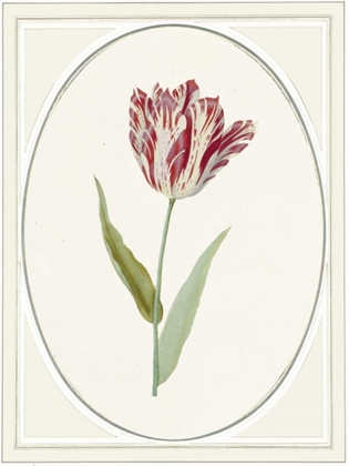 Picture of TULIPA V