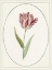 Picture of TULIPA V