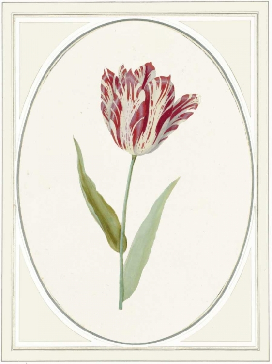 Picture of TULIPA V