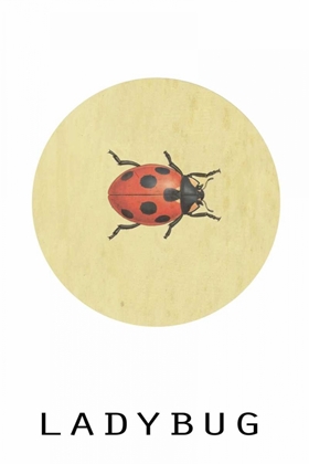 Picture of LADYBUG