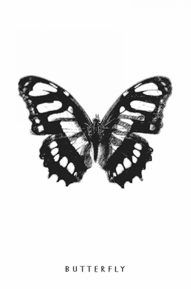 Picture of BUTTERFLY