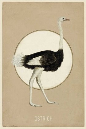 Picture of OSTRICH