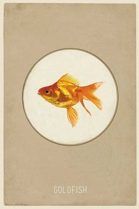 Picture of GOLDFISH