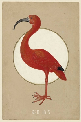 Picture of RED IBIS