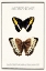 Picture of MORPHIDAE