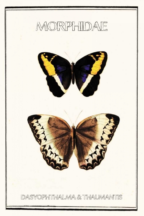 Picture of MORPHIDAE