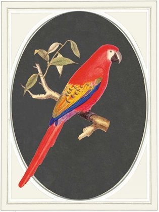 Picture of PARROT RED