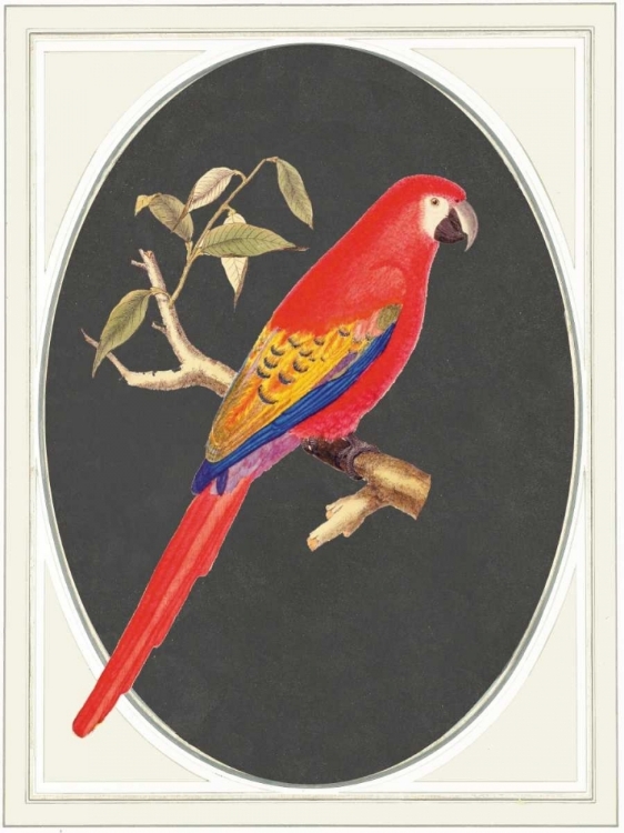 Picture of PARROT RED