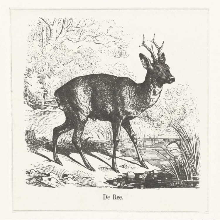 Picture of DE REE