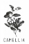 Picture of CAMELLA