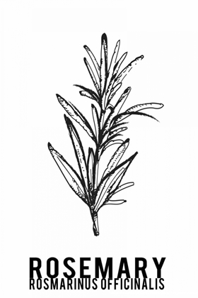 Picture of ROSEMARY HERBS 