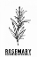 Picture of ROSEMARY HERBS 