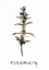 Picture of ROSEMARY ART I