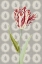 Picture of KEIZER TULP 