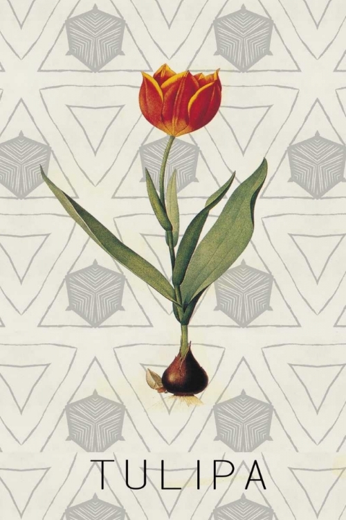 Picture of TULIPA