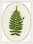 Picture of LEAF