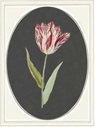 Picture of KAISER TULIP