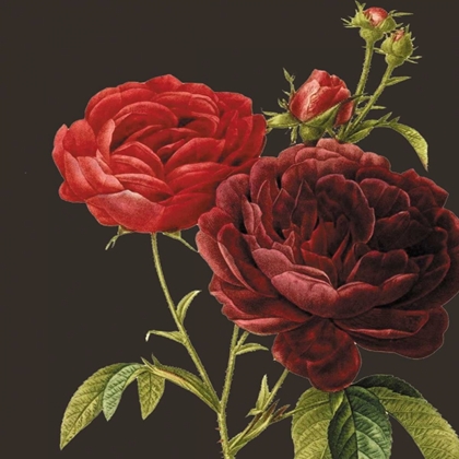 Picture of CLASSIC ROSE