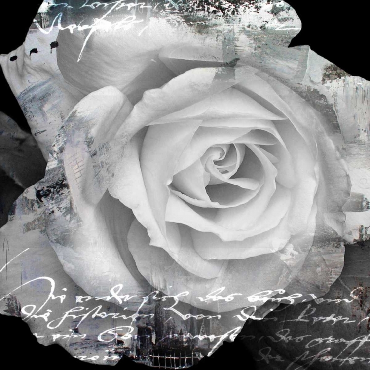 Picture of WHITE ROSE I