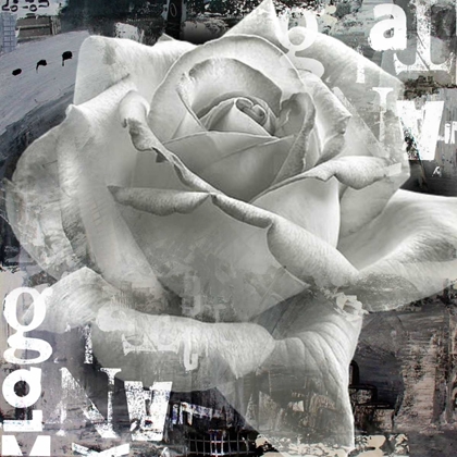 Picture of WHITE ROSE II