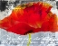 Picture of POPPY STORY II