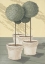 Picture of BUXUS