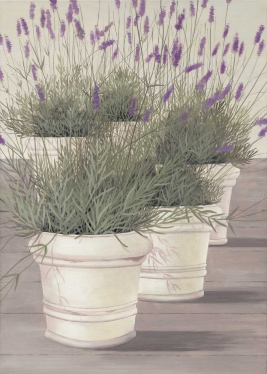 Picture of LAVENDER