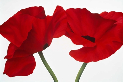Picture of POPPY RED