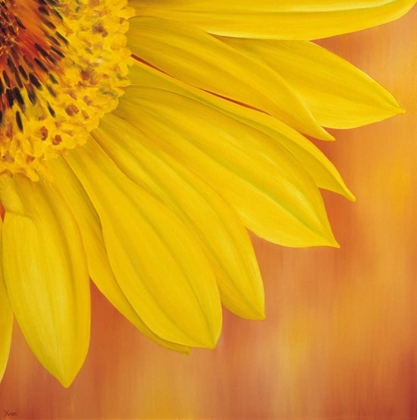 Picture of SUNFLOWER II