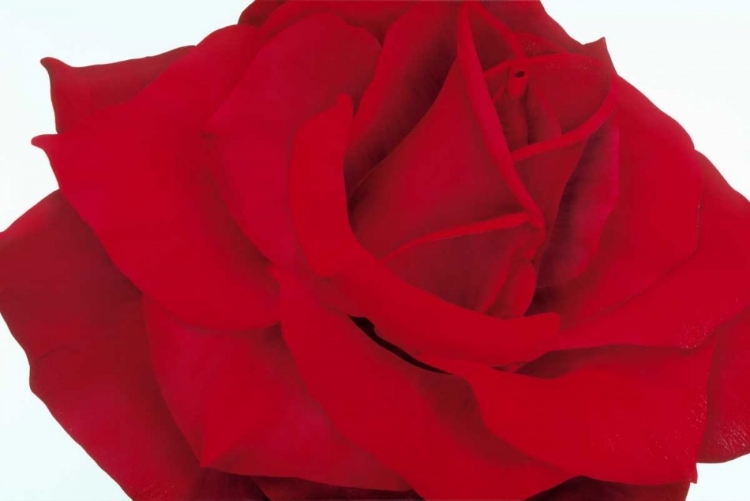 Picture of RED ROSE